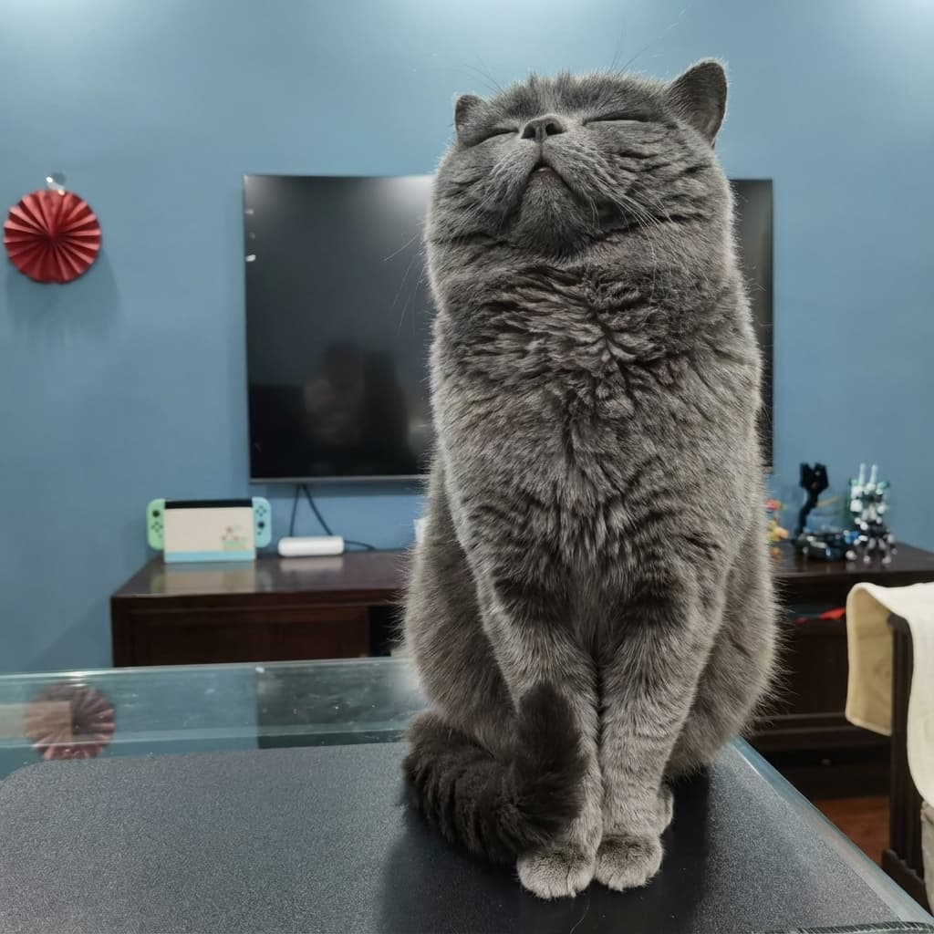 Original pet photo of Fubao the cat before AI portrait transformation